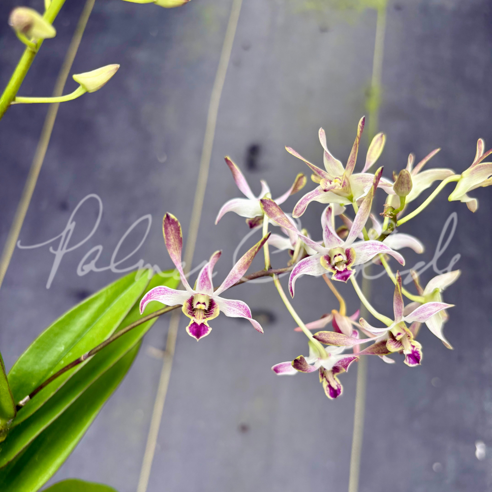 Den. Yasuko Sugiyama 'Parade' AM/AOS — Palmer Orchids